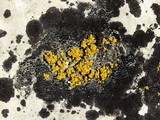 Candelariella aurella image