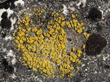 Candelariella aurella image
