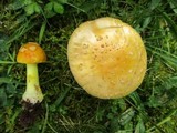 Amanita flavorubens image