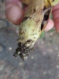 Aureoboletus innixus image