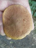 Aureoboletus innixus image