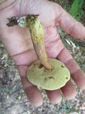 Aureoboletus innixus image