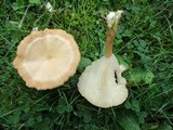 Clitocybe squamulosa image