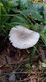 Amanita farinosa image