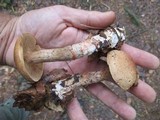 Cortinarius armillatus image