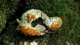 Fomitopsis spraguei image