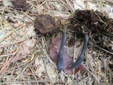 Tolypocladium ophioglossoides image