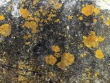 Caloplaca flavovirescens image