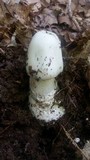 Amanita amerivirosa image