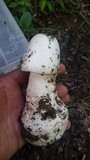 Amanita amerivirosa image
