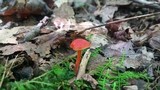 Hygrocybe miniata image