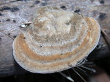 Trametes ochracea image
