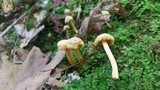 Cantharellus appalachiensis image