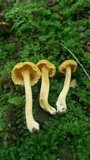 Cantharellus appalachiensis image