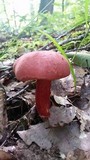 Boletus carminiporus image