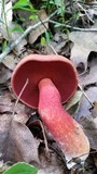 Boletus carminiporus image