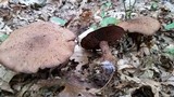 Cortinarius squamulosus image