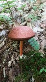 Boletellus pseudochrysenteroides image