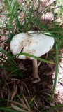 Amanita brunnescens image