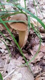 Boletus vermiculosoides image