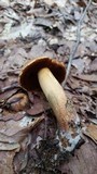 Boletus vermiculosoides image