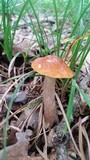 Leccinum longicurvipes image