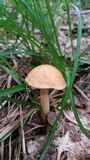 Leccinum longicurvipes image