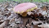 Boletus roseopurpureus image