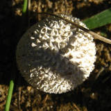 Lycoperdon echinatum image