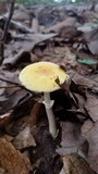 Amanita elongata image