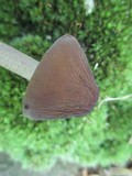 Hymenopellis furfuracea image