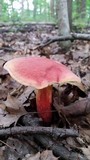 Boletus pallidoroseus image