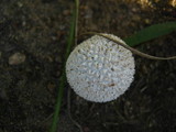 Lycoperdon echinatum image
