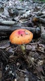 Amanita parcivolvata image