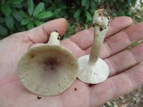 Lactarius cinereus image