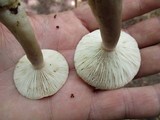 Lactarius cinereus image