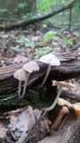 Mycena niveipes image