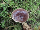 Lactarius mucidus image