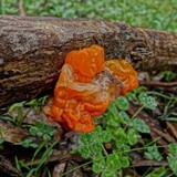 Tremella fuciformis image