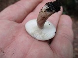Lactarius mucidus image