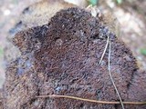 Phellinus gilvus image
