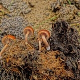 Psilocybe coprophila image
