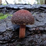 Gymnopilus dilepis image
