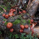Gymnopilus dilepis image