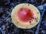 Amanita parcivolvata image