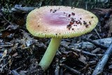 Amanita parcivolvata image