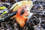 Amanita parcivolvata image