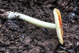 Amanita parcivolvata image