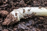 Amanita parcivolvata image