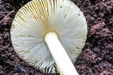 Amanita parcivolvata image